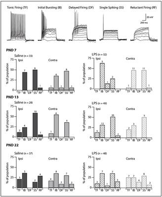 Excitability of Rat Superficial Dorsal Horn Neurons Following a Neonatal Immune Challenge